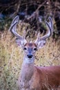 Whitetail Buck deer portrait standing in the field Royalty Free Stock Photo