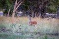 Whitetail Buck deer standing in the field Royalty Free Stock Photo