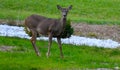 Whitetail deer standing in yard Royalty Free Stock Photo