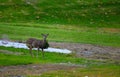 Whitetail deer standing in yard Royalty Free Stock Photo