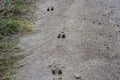 Whitetail Deer Tracks