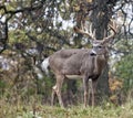 Whitetail deer Royalty Free Stock Photo