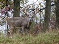 Whitetail deer Royalty Free Stock Photo