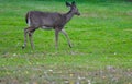 Whitetail deer trotting in green field Royalty Free Stock Photo