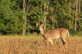 Whitetail Deer Velvet Buck Stands in a Bean Field