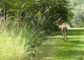 Whitetail Deer Wagging White Tail Walking Away On Grassy Trail Royalty Free Stock Photo