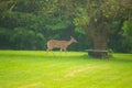 Whitetail deer walking across the field