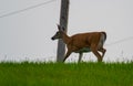 Whitetail deer walking along hill Royalty Free Stock Photo