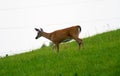 Whitetail deer walking downhill in green grass Royalty Free Stock Photo