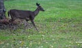 Whitetail deer walking in grass Royalty Free Stock Photo