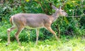 Whitetail deer walking near edge of forest Royalty Free Stock Photo