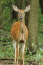 A whitetail deer watches from the woods.