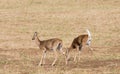 Whitetail deer