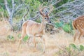 Whitetail Deer Royalty Free Stock Photo