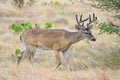 Whitetail Deer Royalty Free Stock Photo