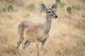 Whitetail Deer Royalty Free Stock Photo