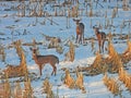 Whitetail Deer alert to danger in cornfield in winter sunset Royalty Free Stock Photo