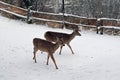 whitetail deer in the Winter Royalty Free Stock Photo