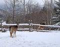 whitetail deer in the Winter Royalty Free Stock Photo