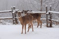 whitetail deer in the Winter Royalty Free Stock Photo