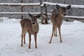 whitetail deer in the Winter Royalty Free Stock Photo