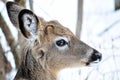 Whitetail Deer Yearling Royalty Free Stock Photo