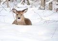 Whitetail Deer Yearling Royalty Free Stock Photo