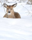 Whitetail Deer Yearling Royalty Free Stock Photo