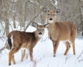 Whitetail Deer Yearling And Doe Royalty Free Stock Photo