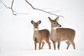 Whitetail Deer Yearling And Doe Royalty Free Stock Photo