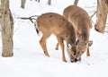 Whitetail Deer Yearling And Doe Royalty Free Stock Photo