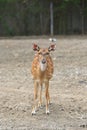 Whitetail deer yearlings in zoo Royalty Free Stock Photo