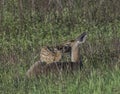 Whitetail doe checking her fawn share a kiss. Royalty Free Stock Photo