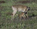 Whitetail doe checking her fawn share love. Royalty Free Stock Photo