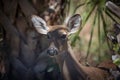 Whitetail doe deer portrait Royalty Free Stock Photo