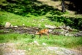 Whitetail Doe Eating by a small stream Royalty Free Stock Photo