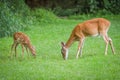 Whitetail doe and fawn Royalty Free Stock Photo