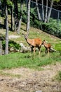 Whitetail Doe and Fawn Royalty Free Stock Photo