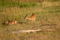 Whitetail Doe and Fawn in Summer in Colorado