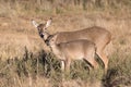 Whitetail Doe and Fawn Royalty Free Stock Photo