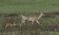 Whitetail doe and fawn walking together Royalty Free Stock Photo