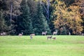 Many whitetail deer feeding on a field during autumn Royalty Free Stock Photo