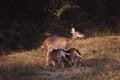 Whitetail doe feeds her twins Royalty Free Stock Photo