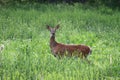 A Whitetail Doe in a Field. Royalty Free Stock Photo