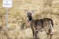 Whitetail Doe grazing in winter grasslands no trespassing sign Royalty Free Stock Photo