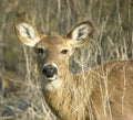 Whitetail Doe Head Shot Royalty Free Stock Photo