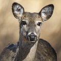 Whitetail doe looking at camera in winter grasslands Royalty Free Stock Photo