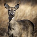 Whitetail doe looks at camera in winter grasslands Royalty Free Stock Photo