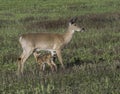 Whitetail doe with fawn nursing in the meadow Royalty Free Stock Photo