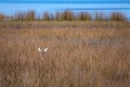 Whitetail doe peaks above Florida marsh grasses Royalty Free Stock Photo